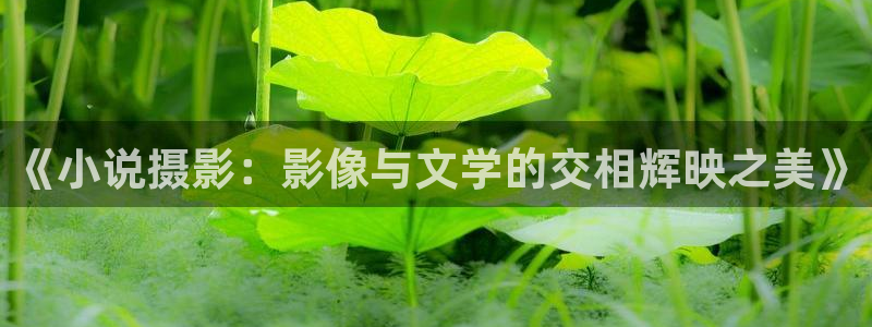 宝书免费小说：《小说摄影：影像与文学的交相辉映之美》